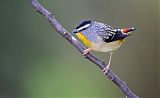 Spotted Pardalote